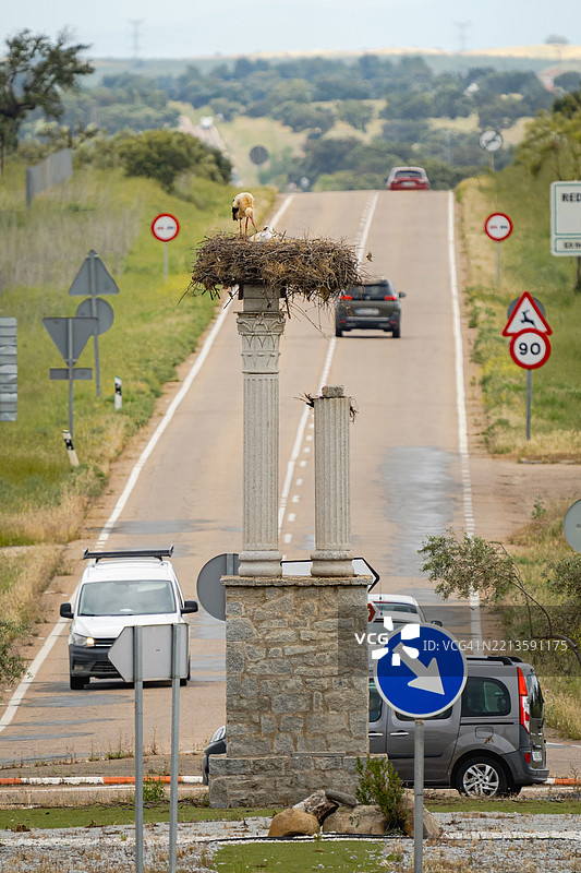 安静城市环境中的环形交叉口上的鹳巢，野生动物摄影。图片素材