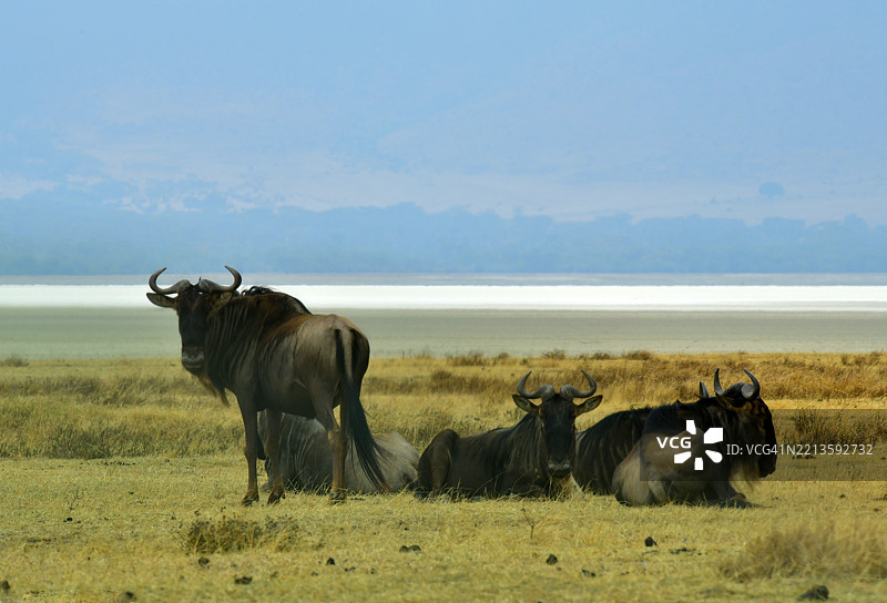 恩戈罗恩戈罗火山口的角马图片素材