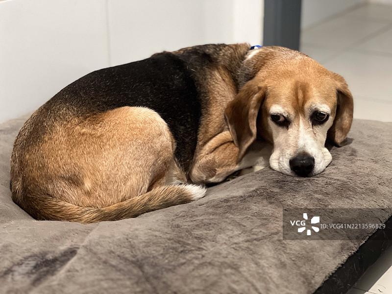 三色猎狐犬躺在枕头上图片素材