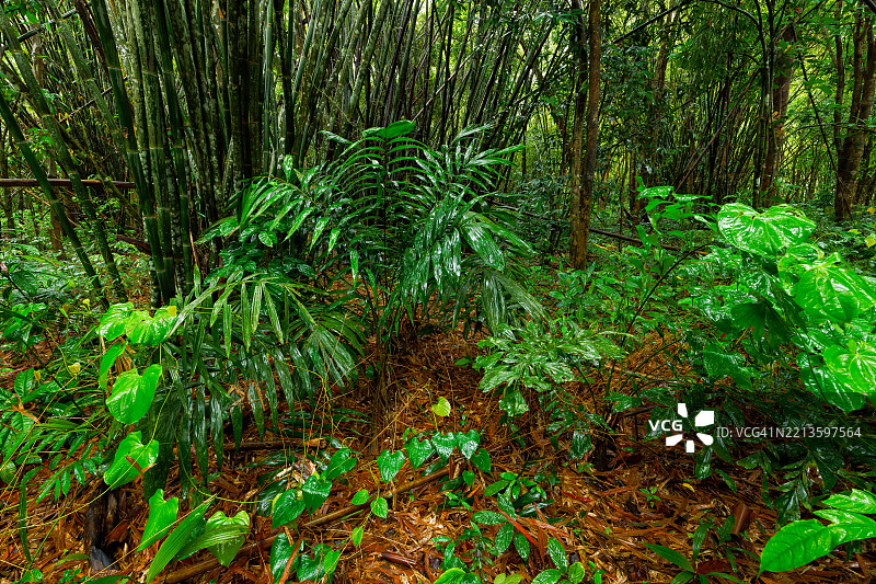 在泰国南部苏拉特塔尼省的考索克镇附近，森林地面的底层棕榈被大型竹子丛（“林地”）所掩盖。图片素材