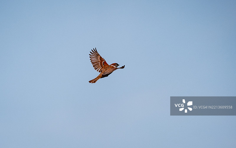 飞翔中的麻雀图片素材