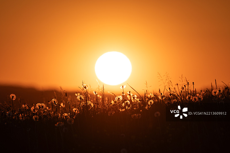 夕阳下逆光照射的蒲公英图片素材