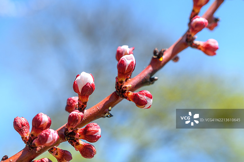 杏树枝上的花蕾图片素材