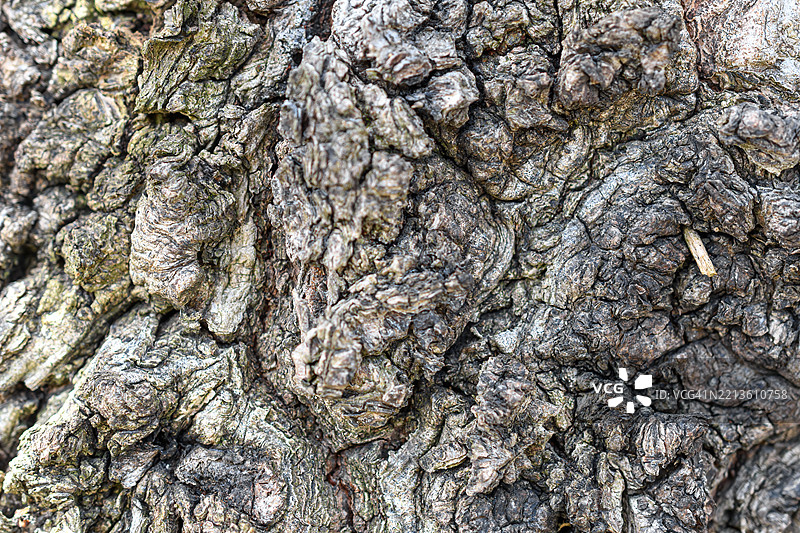 树干树皮纹理背景图片素材