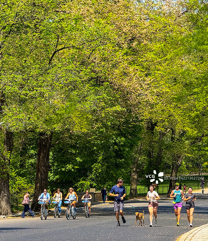 在纽约中央公园，男女在树下慢跑和骑自行车。图片素材