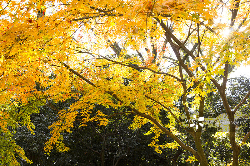 秋天的日本枫树叶图片素材