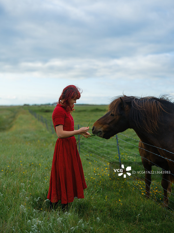 在冰岛旅行时，女人抚摸马匹图片素材