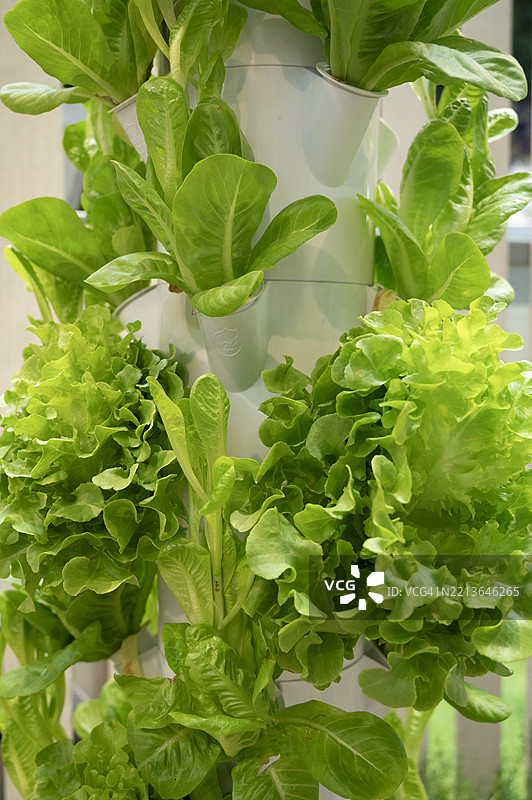 垂直花园中的绿色沙拉叶图片素材