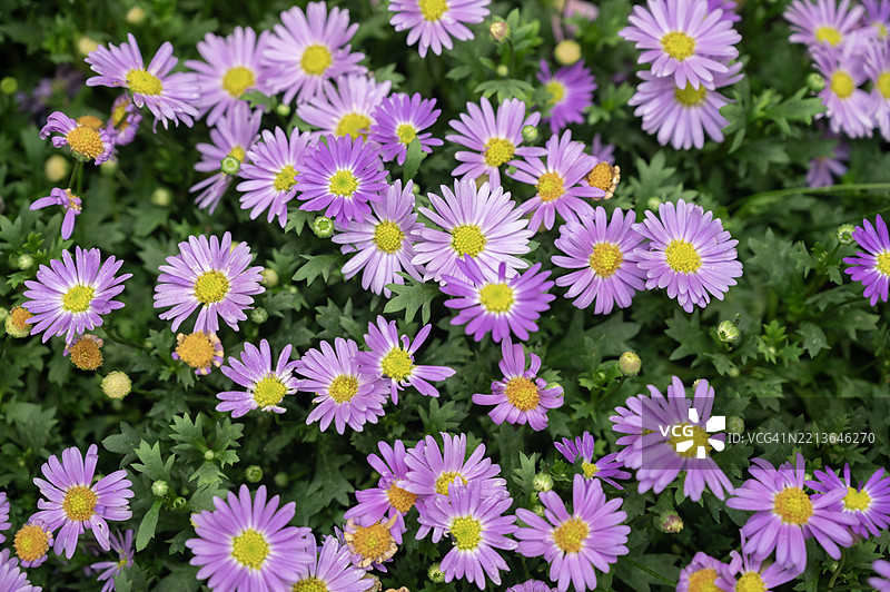 一束紫色花朵，中心带有黄色。图片素材