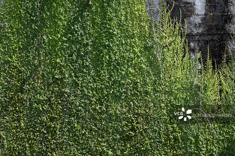 茂盛的绿色常春藤生长在肮脏的墙壁上。图片素材