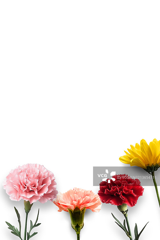 五彩缤纷的康乃馨贺卡图片素材