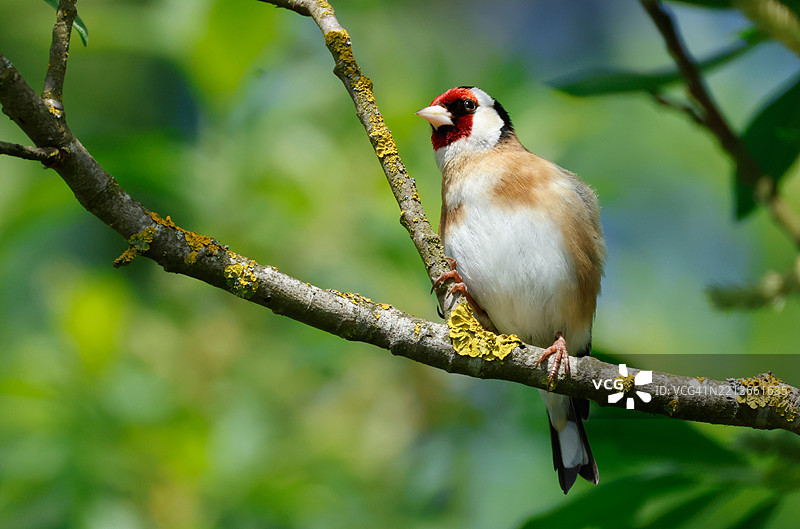一只金翅雀（Carduelis carduelis）栖息在树枝上。图片素材