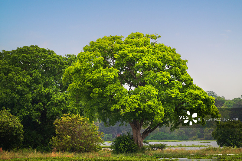 郁郁葱葱的景观中的雄伟绿树图片素材