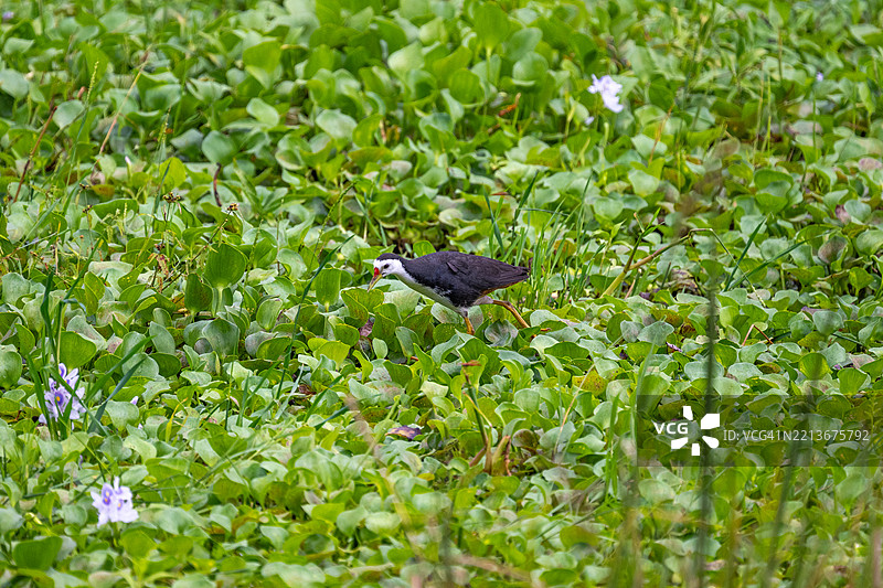 白胸水鸡在郁郁葱葱的植被中图片素材
