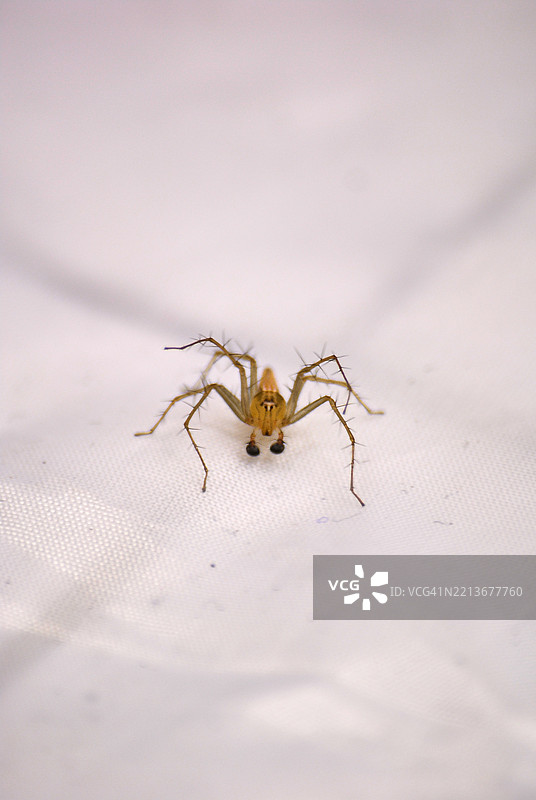一只小蜘蛛在白色表面上暂停，停顿在移动之间。图片素材