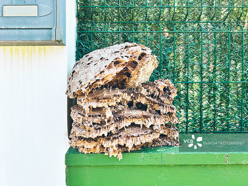 最近拆除的亚洲大黄蜂巢的残骸图片素材