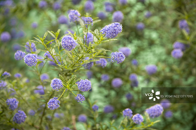 横滨的青花菜花盛开图片素材