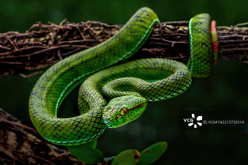 西布鲁特蝰蛇图片素材