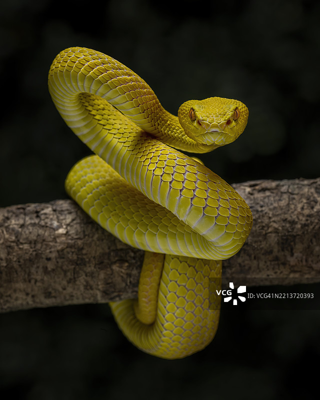 黄色白唇蝮蛇图片素材