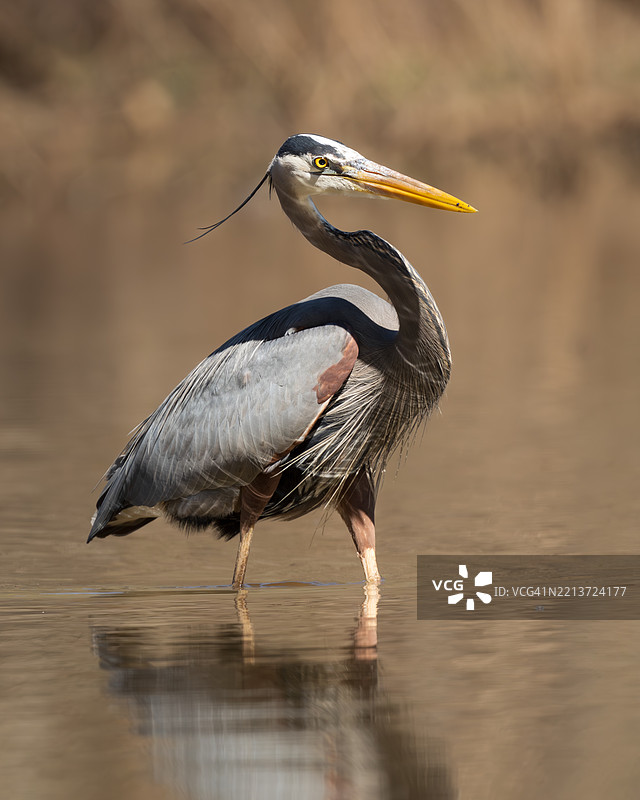 雄伟的大蓝鹭站在水中，北卡罗来纳州，美国图片素材