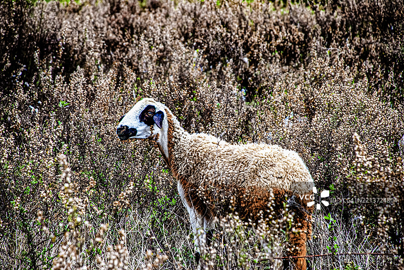 羊群在郁郁葱葱的草地上吃草图片素材