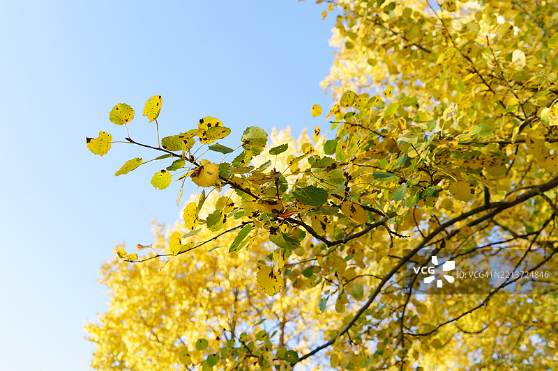 清澈蓝天映衬下的黄色秋叶图片素材