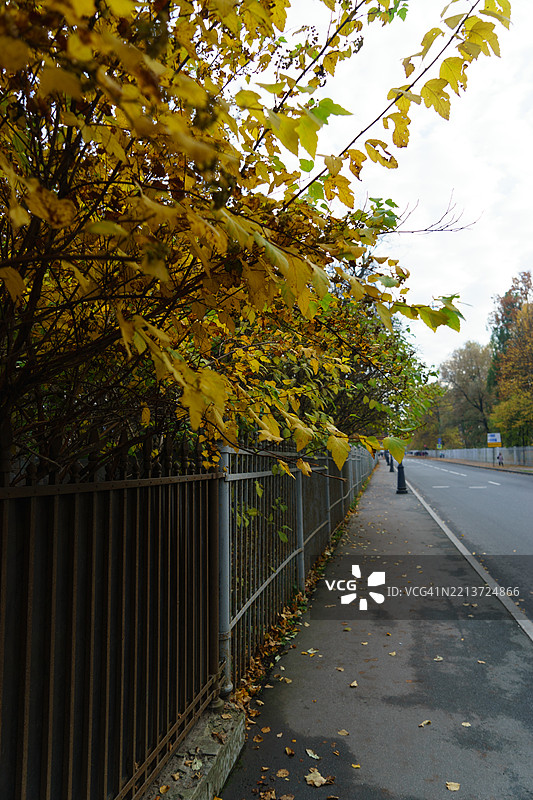 公园里秋天树木成行的空旷道路图片素材