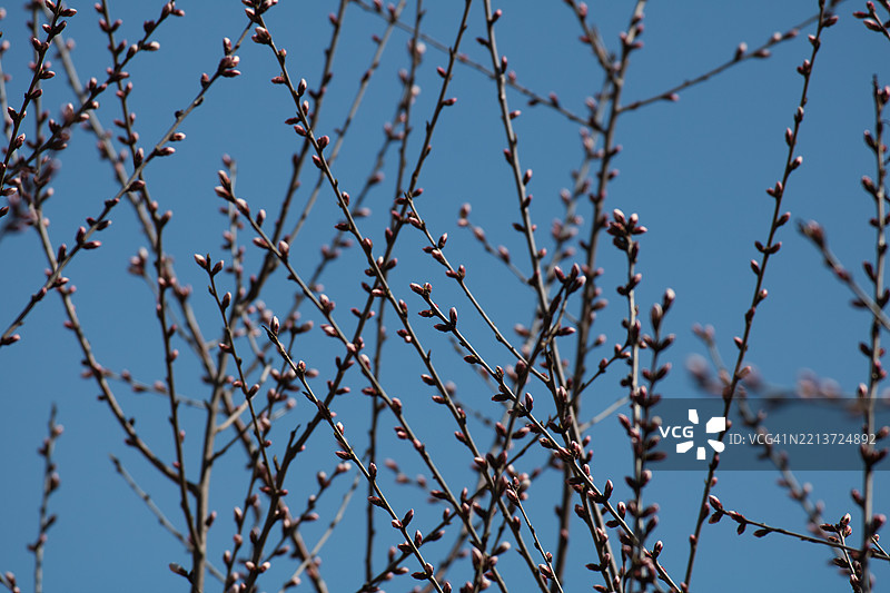 嫩芽树枝映衬在晴朗的蓝天上图片素材