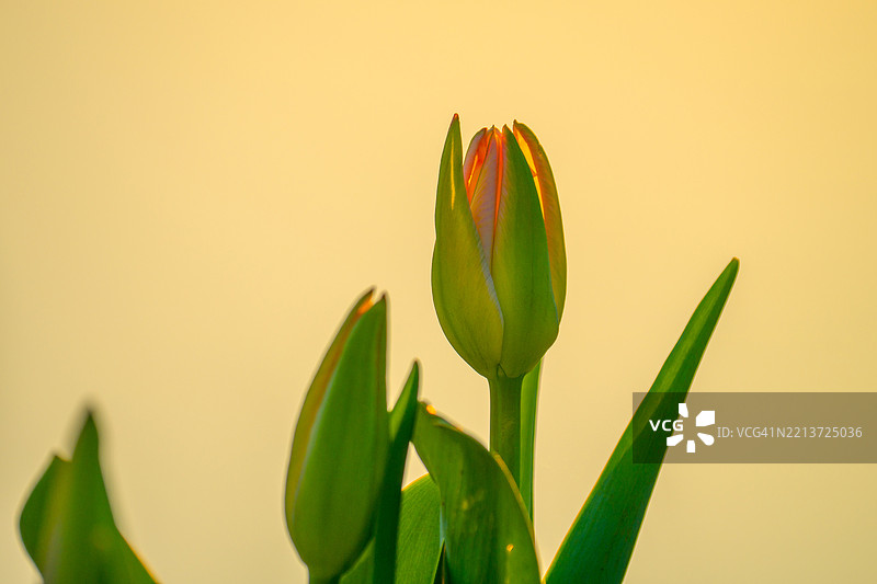柔和金光中的郁金香花蕾， 中国图片素材