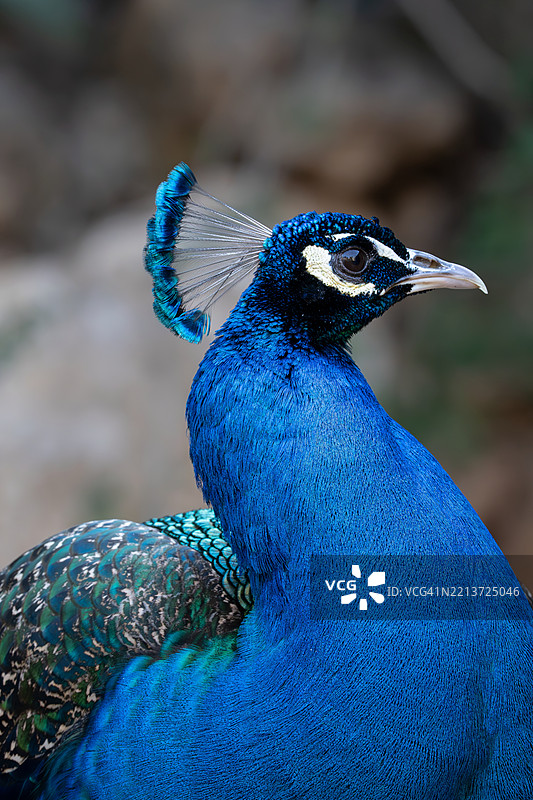 生动的蓝色孔雀侧面图图片素材