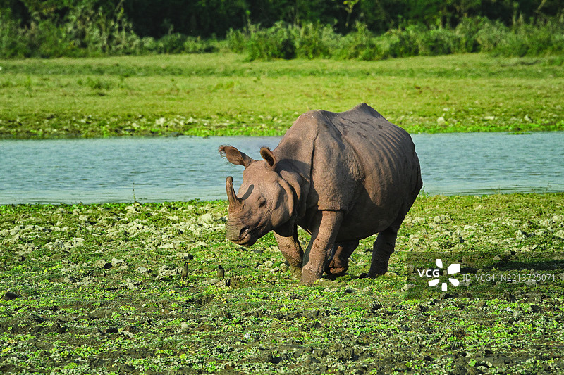 一角犀牛在河边吃草图片素材