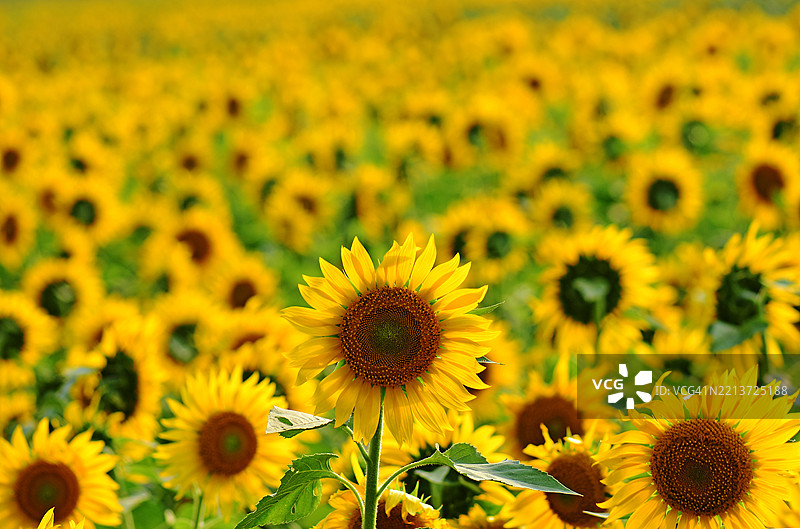 盛开的生机盎然的向日葵田，印度图片素材