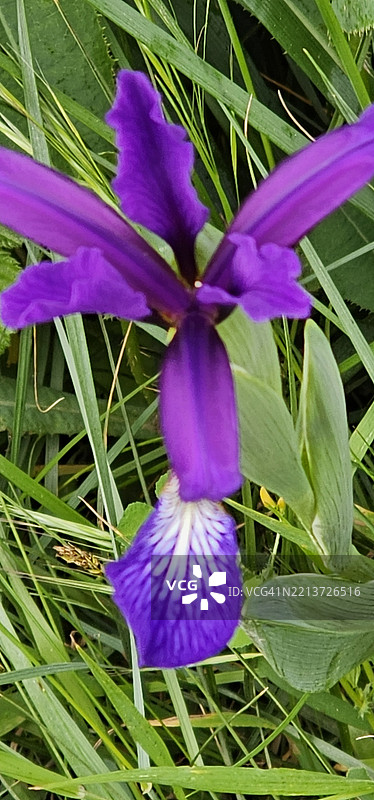 鸢尾花图片素材