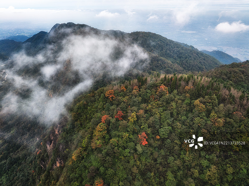 四川省秋季树叶的鸟瞰图图片素材