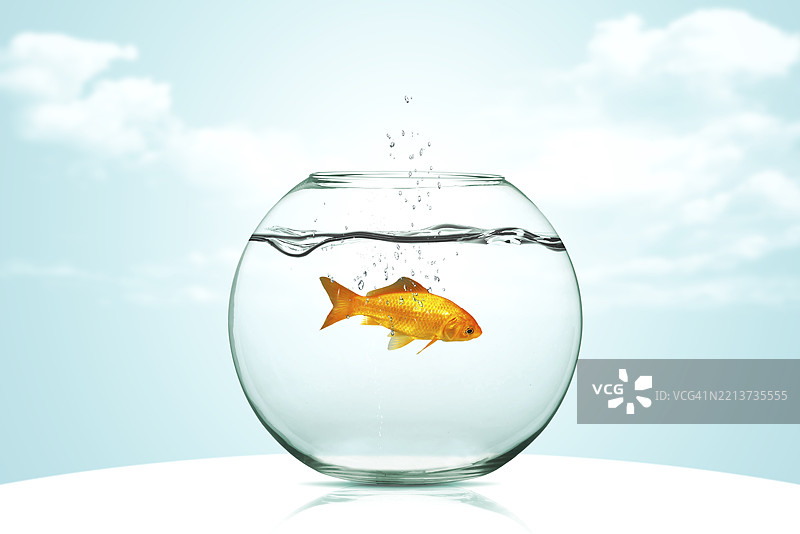 鱼缸里的金鱼图片素材