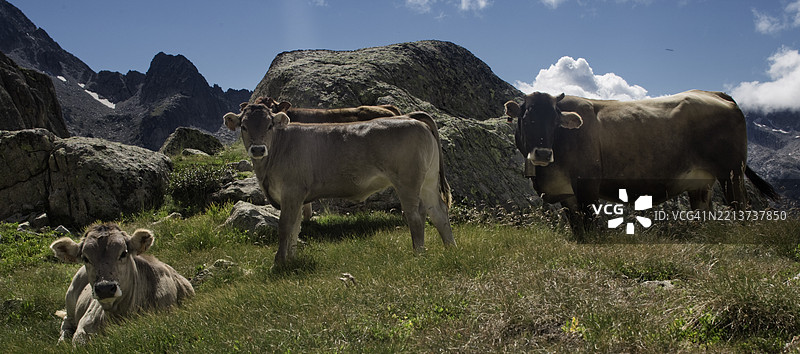 高山上放牧的牛图片素材
