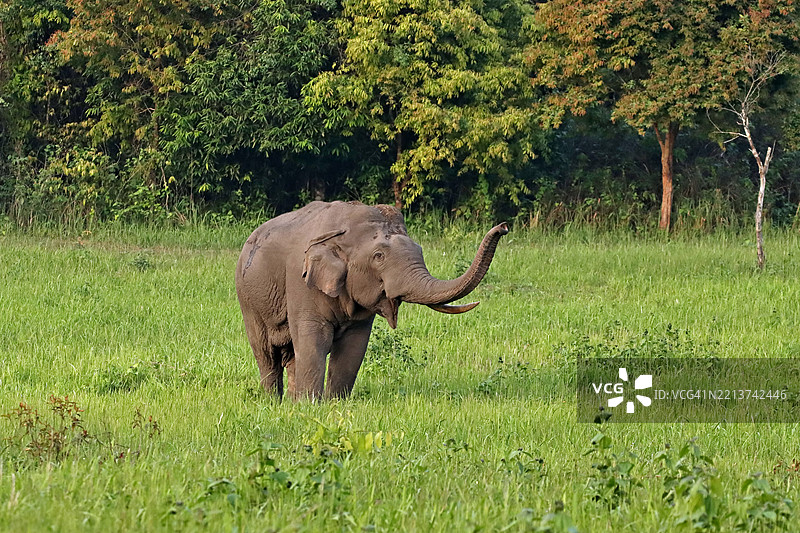 生活在热带森林中的大象图片素材