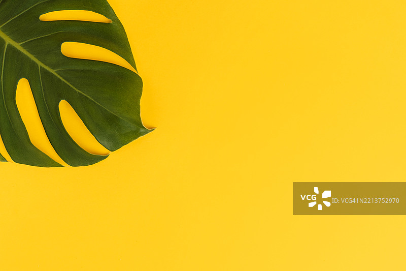 在黄色背景上的龟背竹叶。夏季时光图片素材