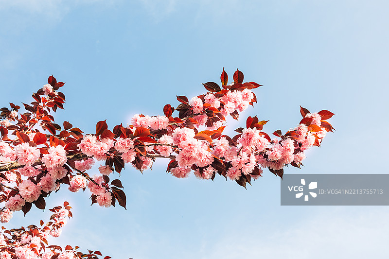 樱花枝条映衬蓝天图片素材
