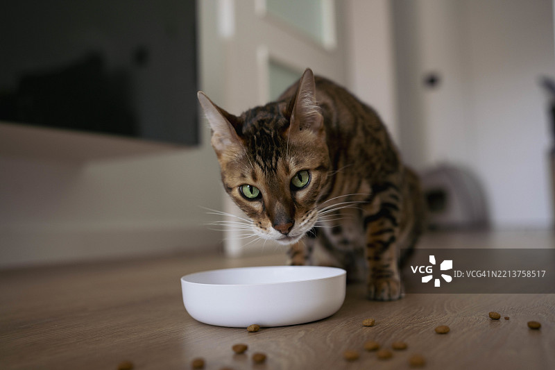 绿眼棕色孟加拉猫在吃干猫粮并舔自己图片素材