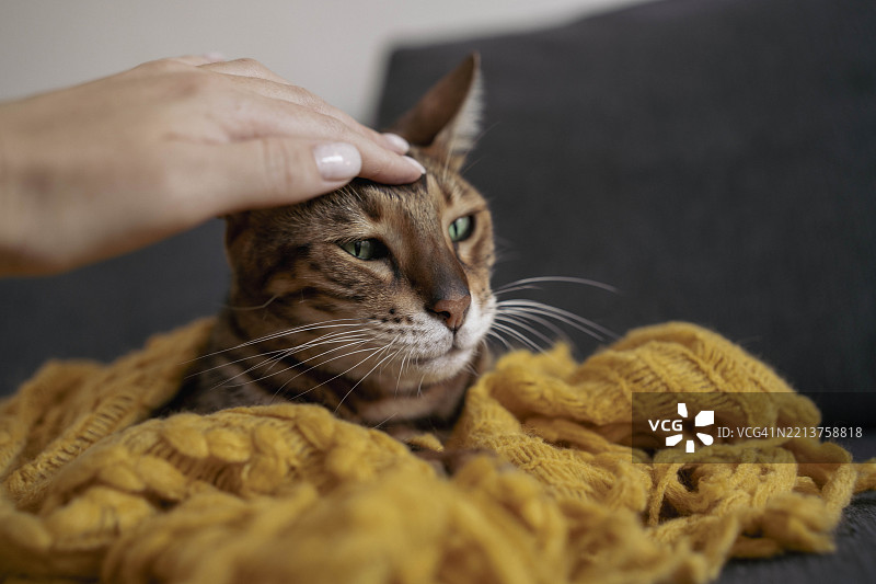 人手抚摸躺在黄色毛衣毯子下的猫咪图片素材