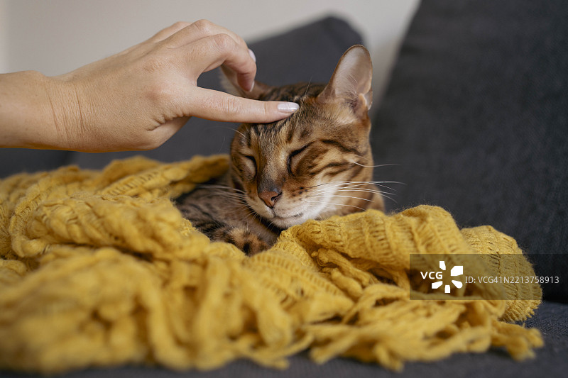 人手抚摸躺在黄色毛衣毯子下的猫咪图片素材