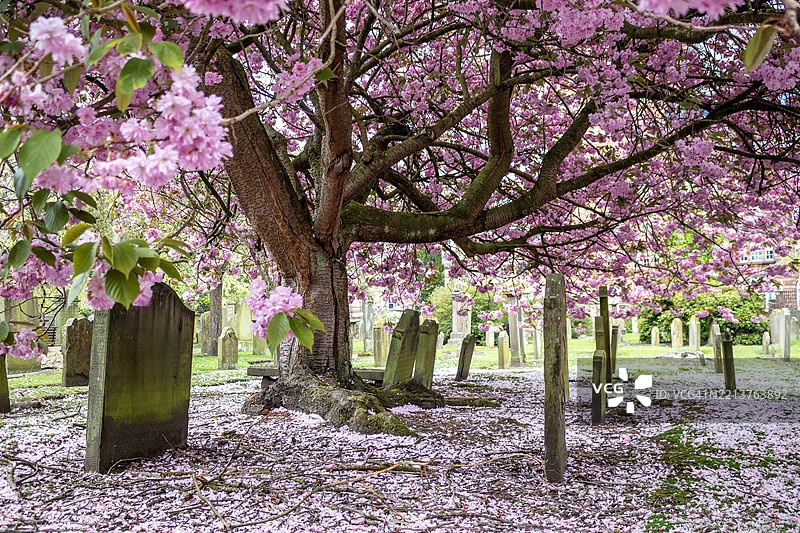 邓迪的霍夫墓地，苏格兰图片素材