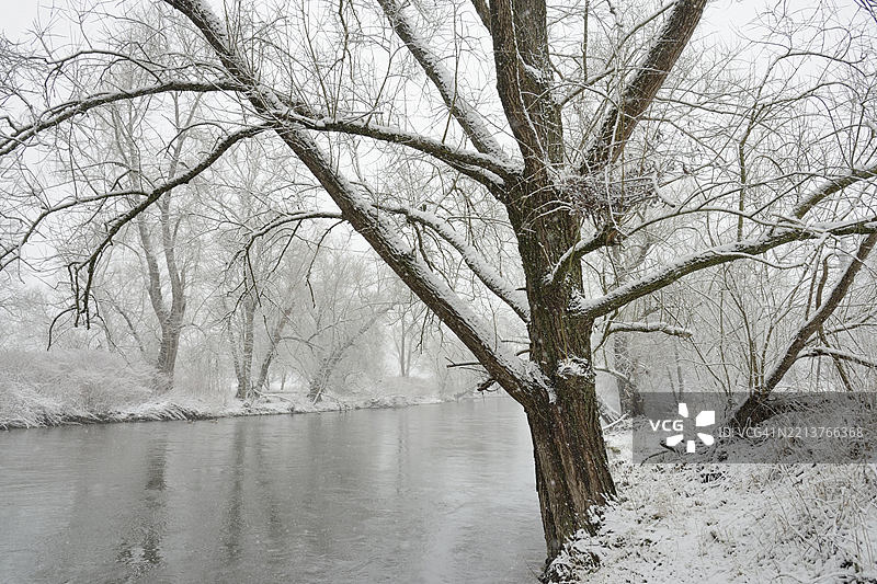 冬季河畔风景，河岸上的柳树（Salix）在大雪中，德国北莱茵-威斯特法伦，欧洲图片素材