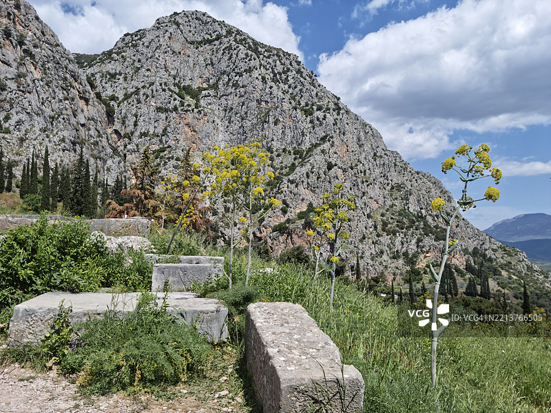 德尔菲考古遗址的石灰岩块和野生致命胡萝卜开花图片素材