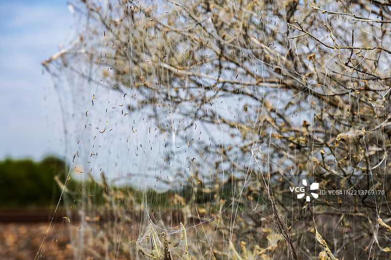 白蛾的毛虫在树木和灌木上覆盖了一层银色的涂层图片素材