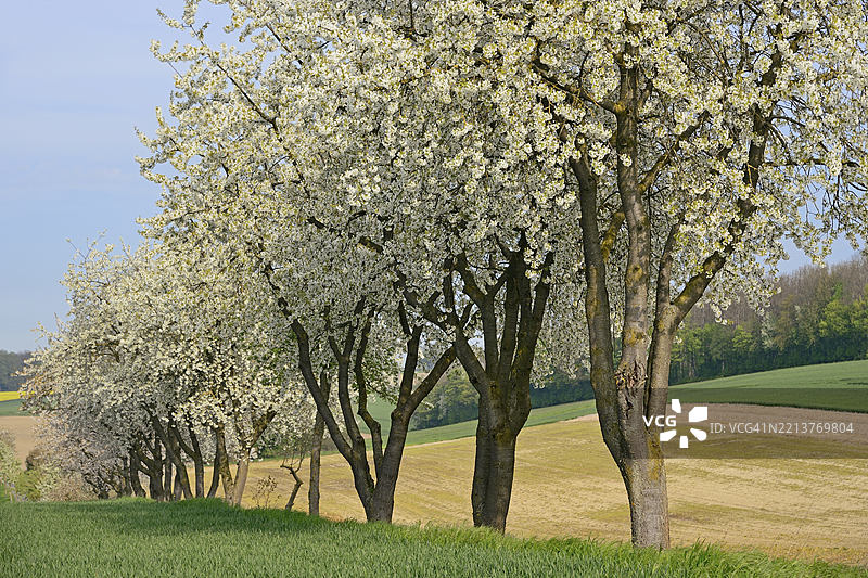 一排盛开的樱桃树（Prunus），蓝天，德国北莱茵-威斯特法伦，欧洲图片素材
