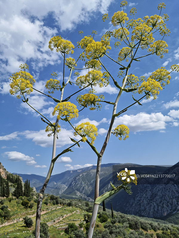致命的绒毛胡萝卜（Thapsia villosa）或致命的海茴香在希腊德尔菲开花图片素材
