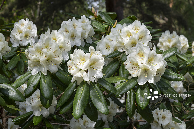 春天盛开的白色大花杜鹃特写图片素材