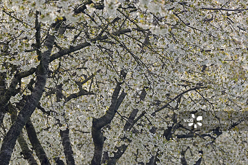 一排果树，樱桃树（Prunus）盛开，德国北莱茵-威斯特法伦，欧洲图片素材